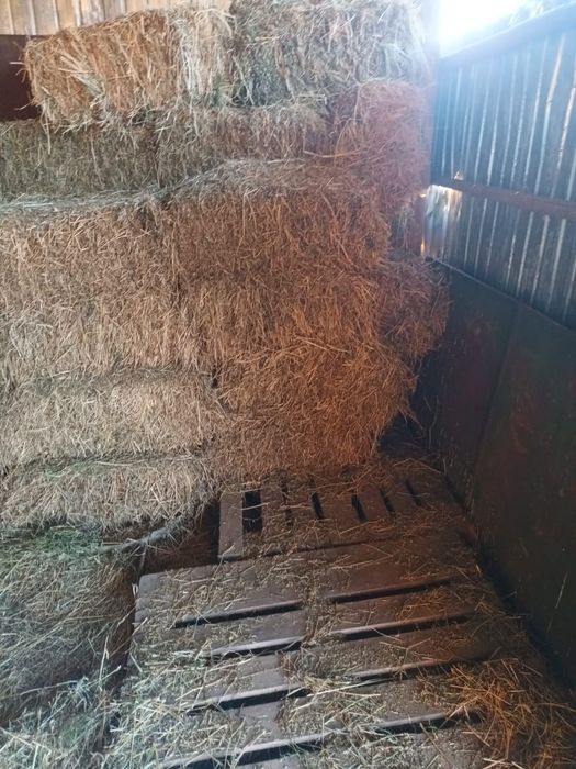 Vand baloti lucernă