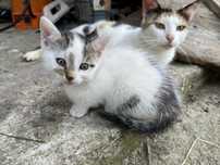 Pisicute spre adoptie