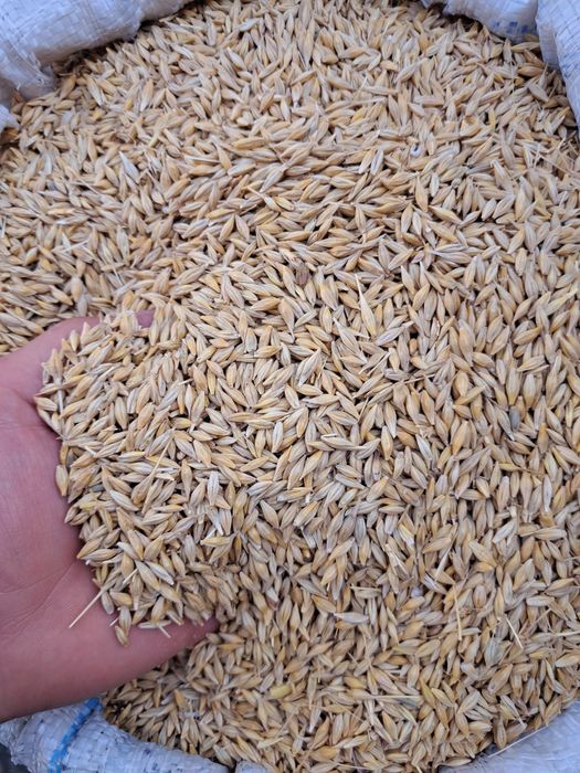 Vând orz de toamnă