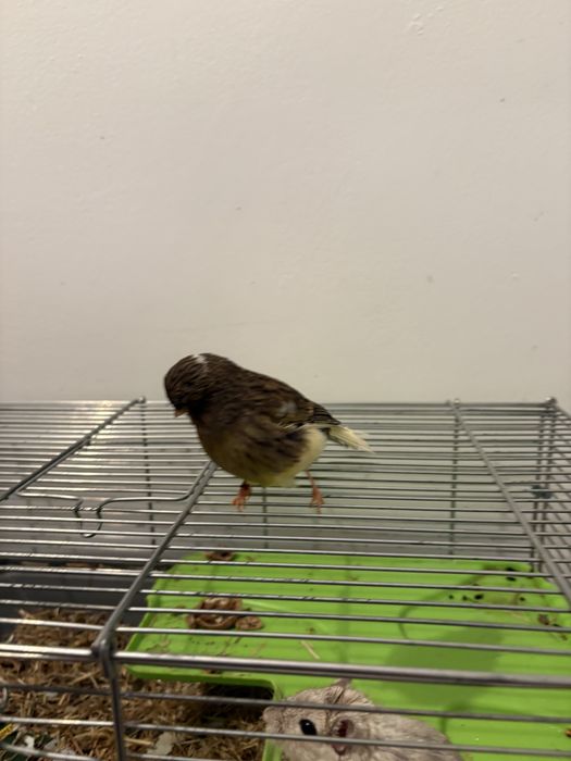 Vand Femela de Canar Gloster