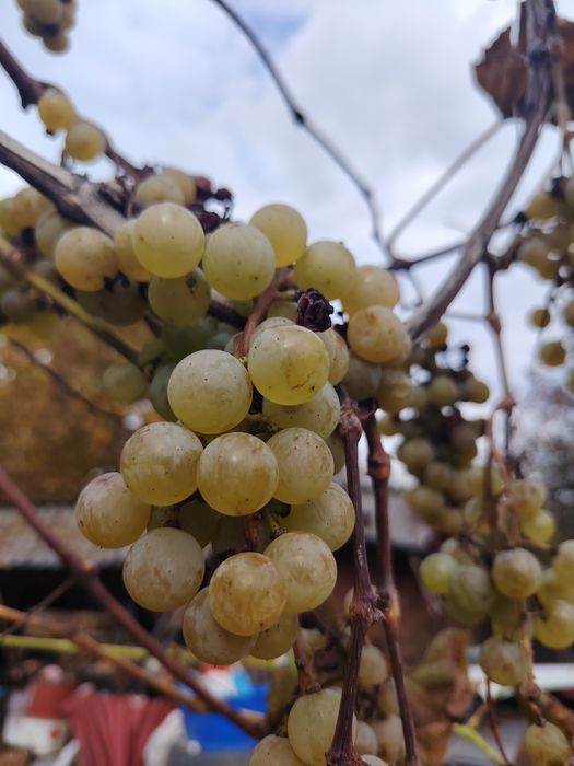 Vând struguri nohan