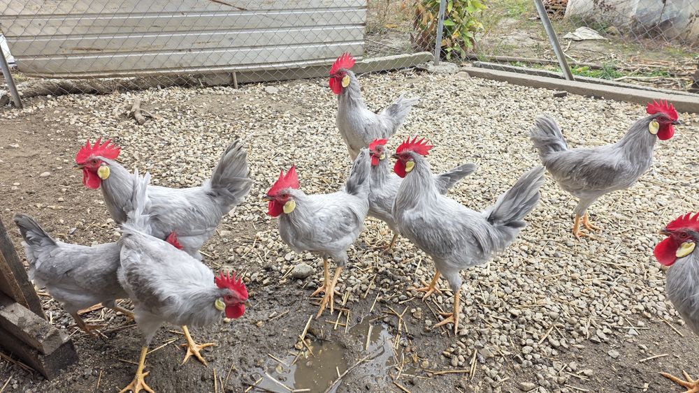 Cocoși tineri Leghorn culoarea lavandă din oua din Anglia