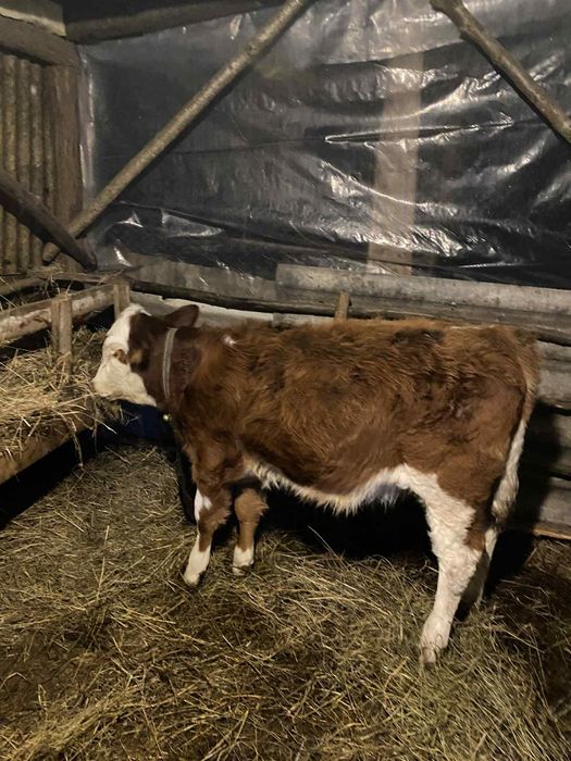 Vând vițea de 4 luni jumate