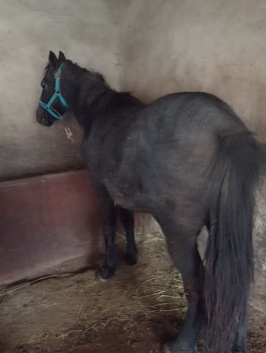 Тай сатыдады.жуас жидекке журеды