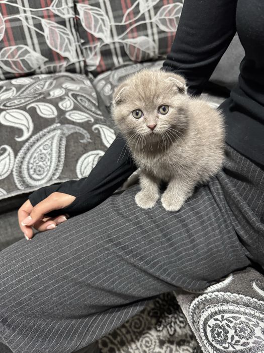 Продается котенок скоттиш фолд мальчик