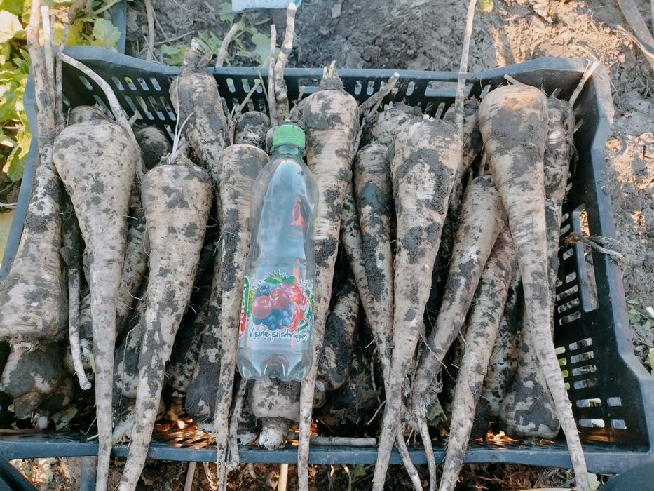 Păstârnac de vanzare