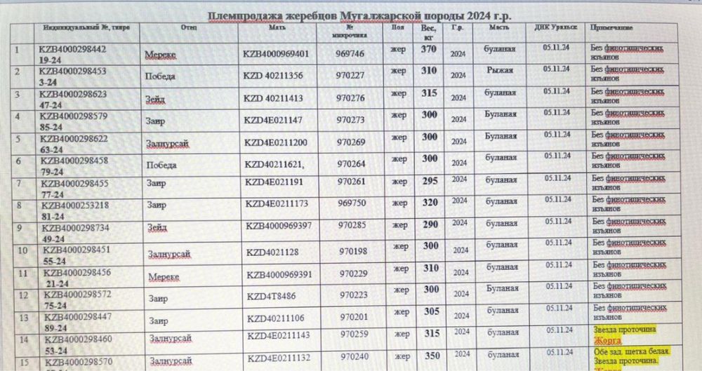 Байталы 1.5 племянные Мугалжар