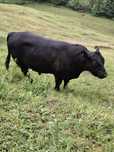 De vânzare taur BLACK ANGUS