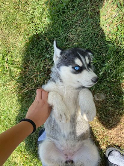 Pui husky siberian