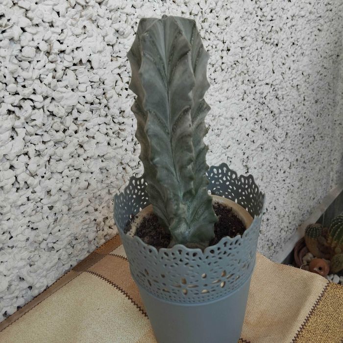 Декоративни кактуси