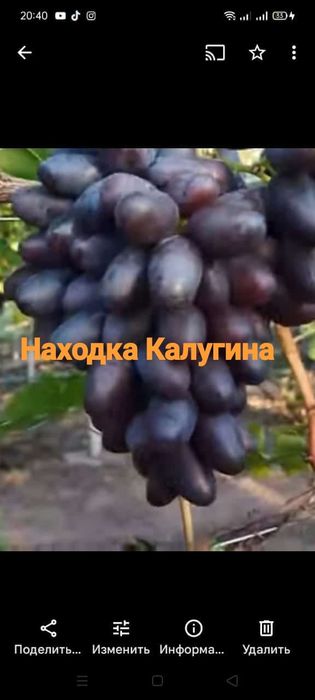 Продам саженец виноград