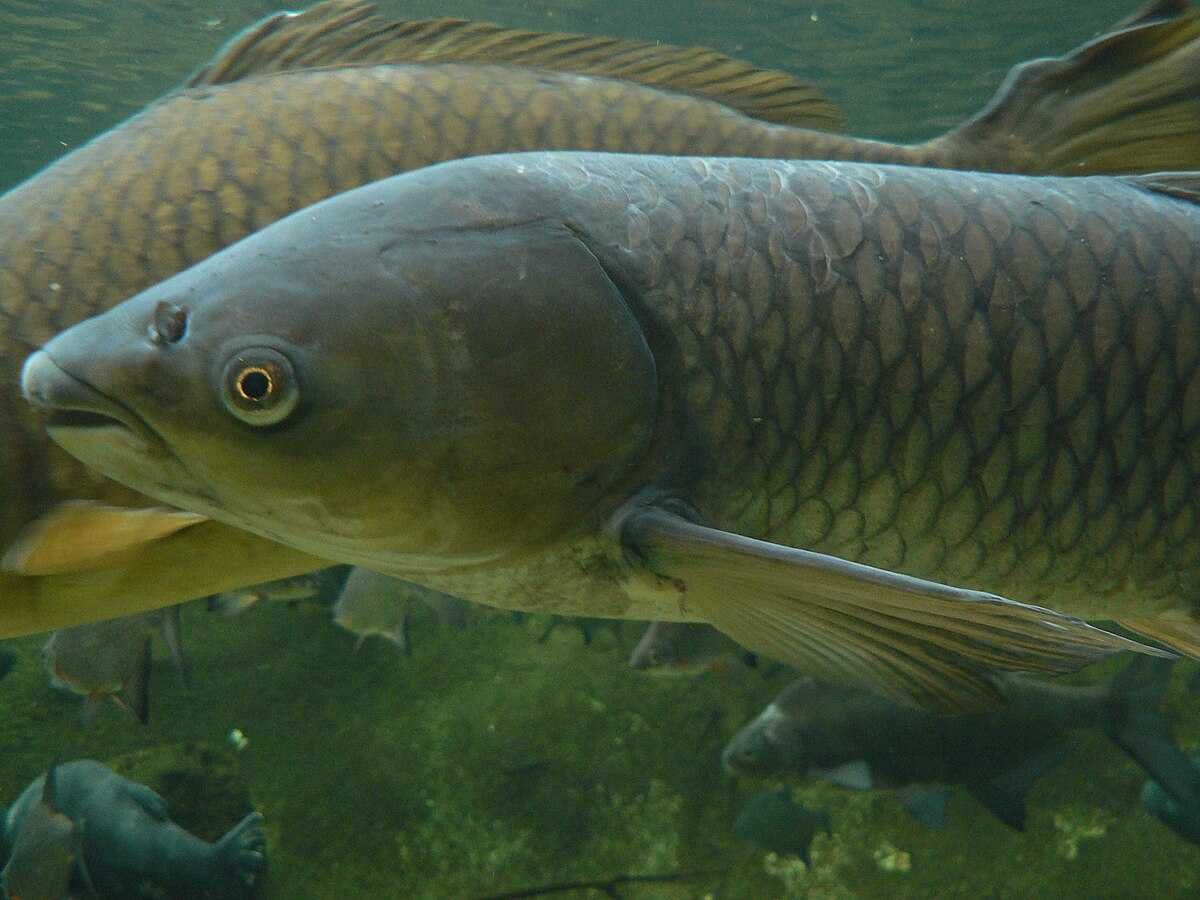 Furaje Naturale pentru Crapi