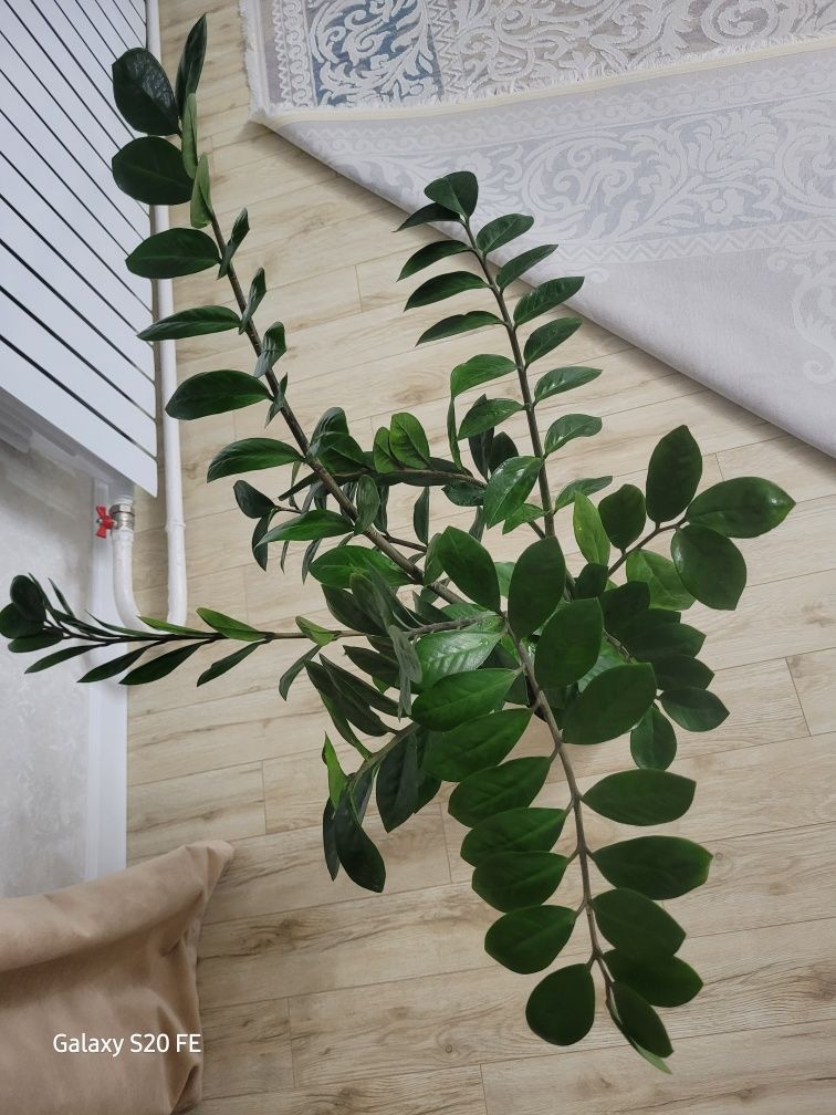 Замиокулькас долларовое дерево