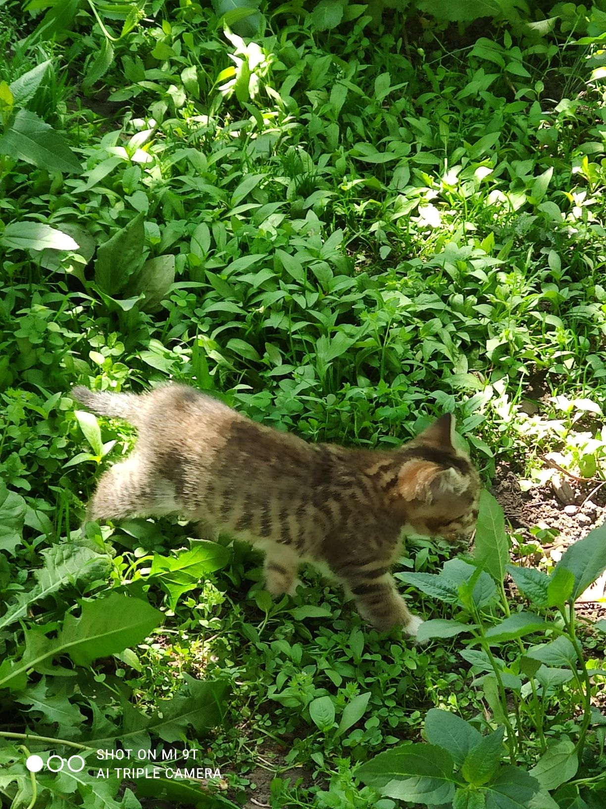 Котенок девочка от крысоловов в добрые руки