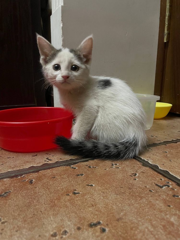 Отдам даром котят