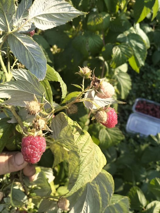 Zmeură congelata la lădiță de 3, 5 kg
