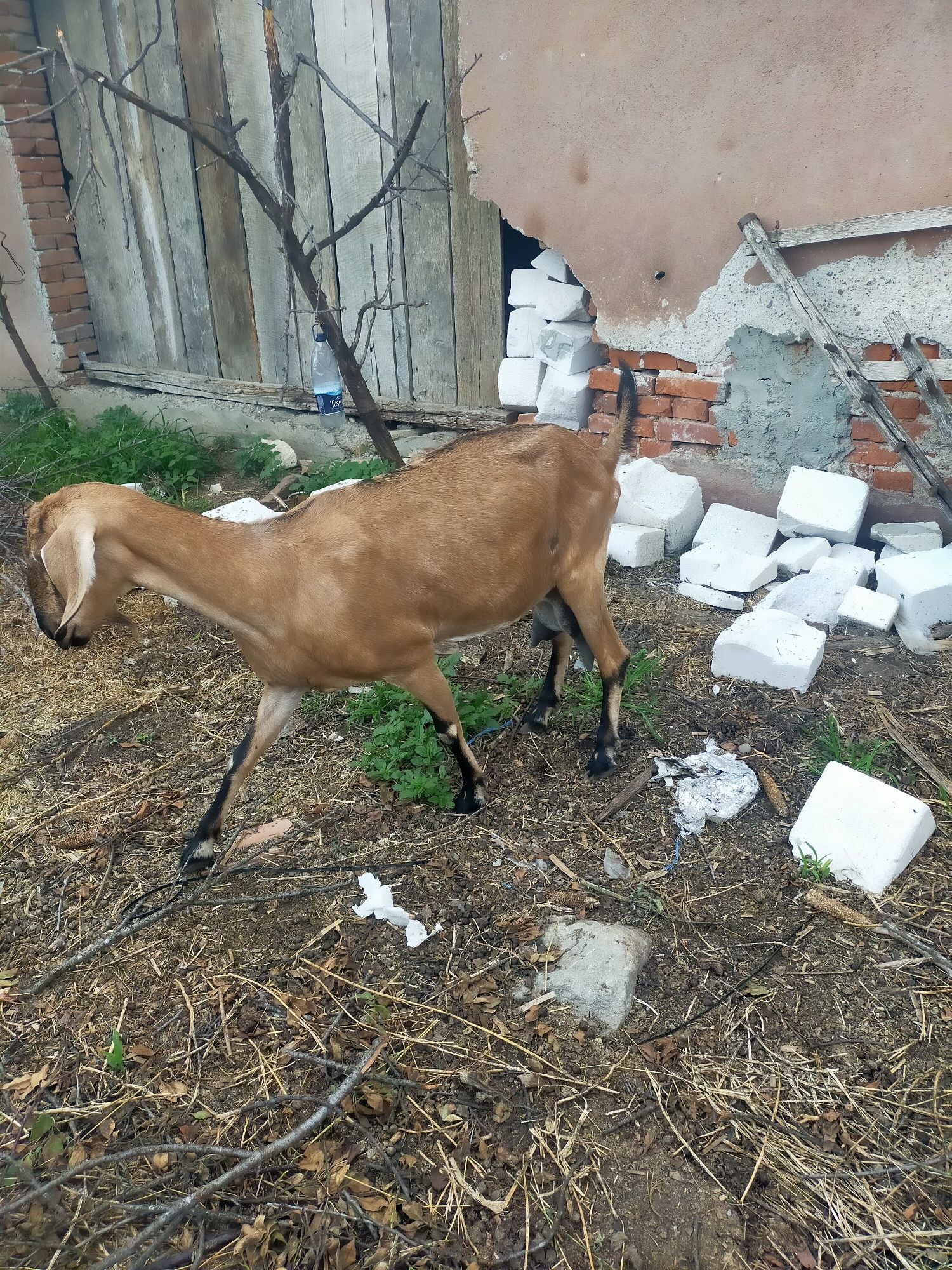 Capra anglo nubiana