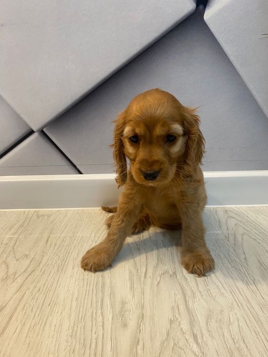 Coker Spaniel 2 luni