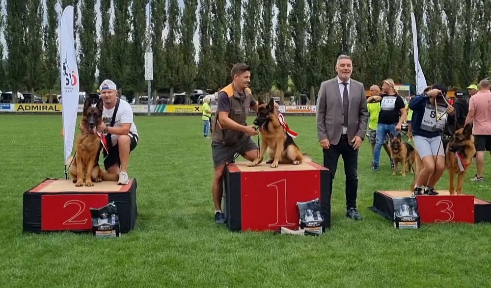 Pui Ciobanesc German - linie de show