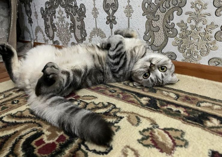 Ищем шотландского прямоухого кота(скоттиш-страй)