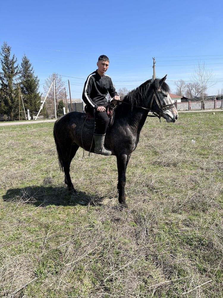 Айгыр сатылады