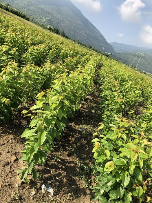 Овощен посадъчен материал