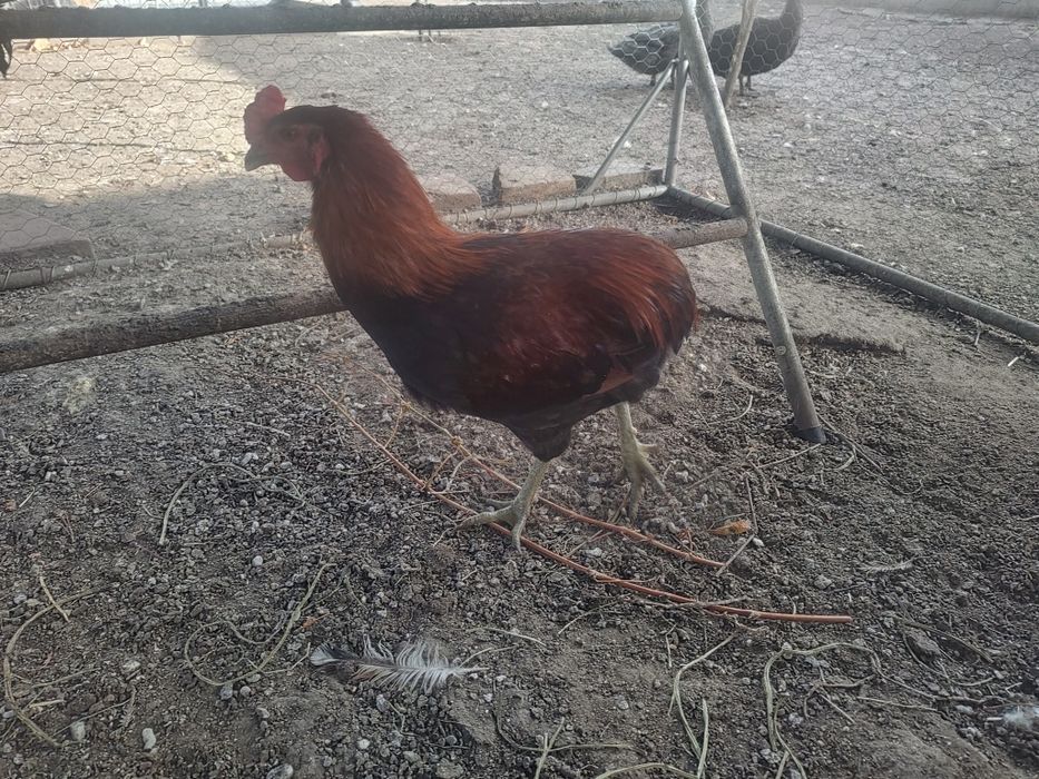 Vand cocosi diferite rase (Brahma, Araucana, Australorp, Marans)