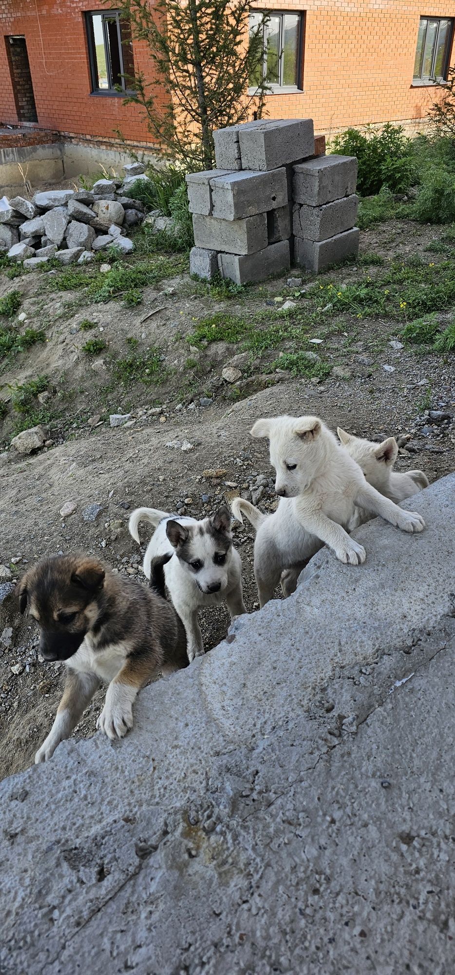 Чистакровные лайки одам бесплатно в хорошые руки