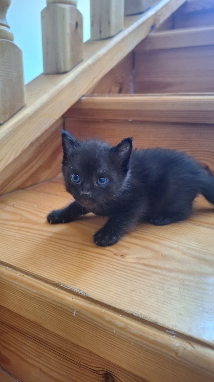 Отдам милых котят