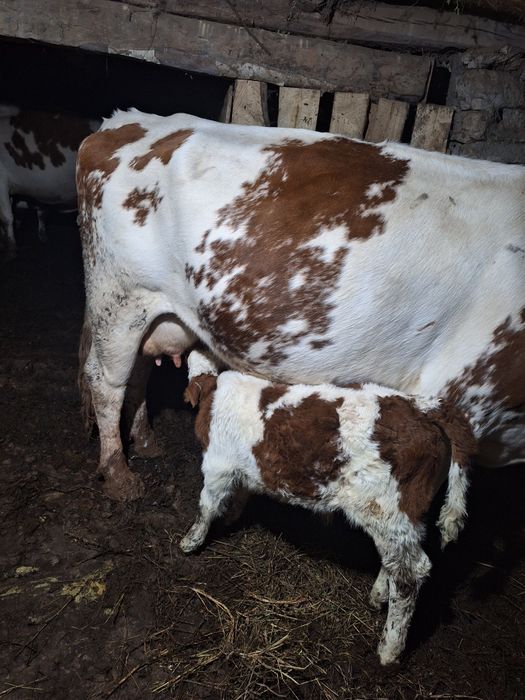 Vând junincă si vaca  cu vițel