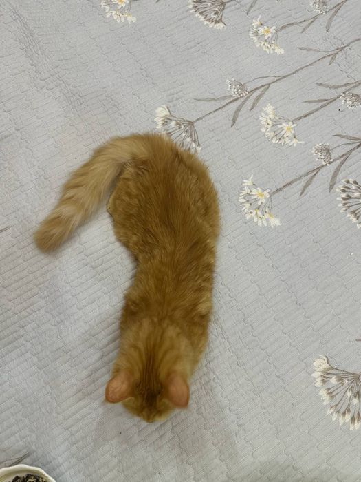 Отдам в хорошие руки