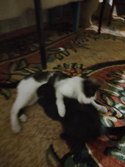 Отдам хорошие руки