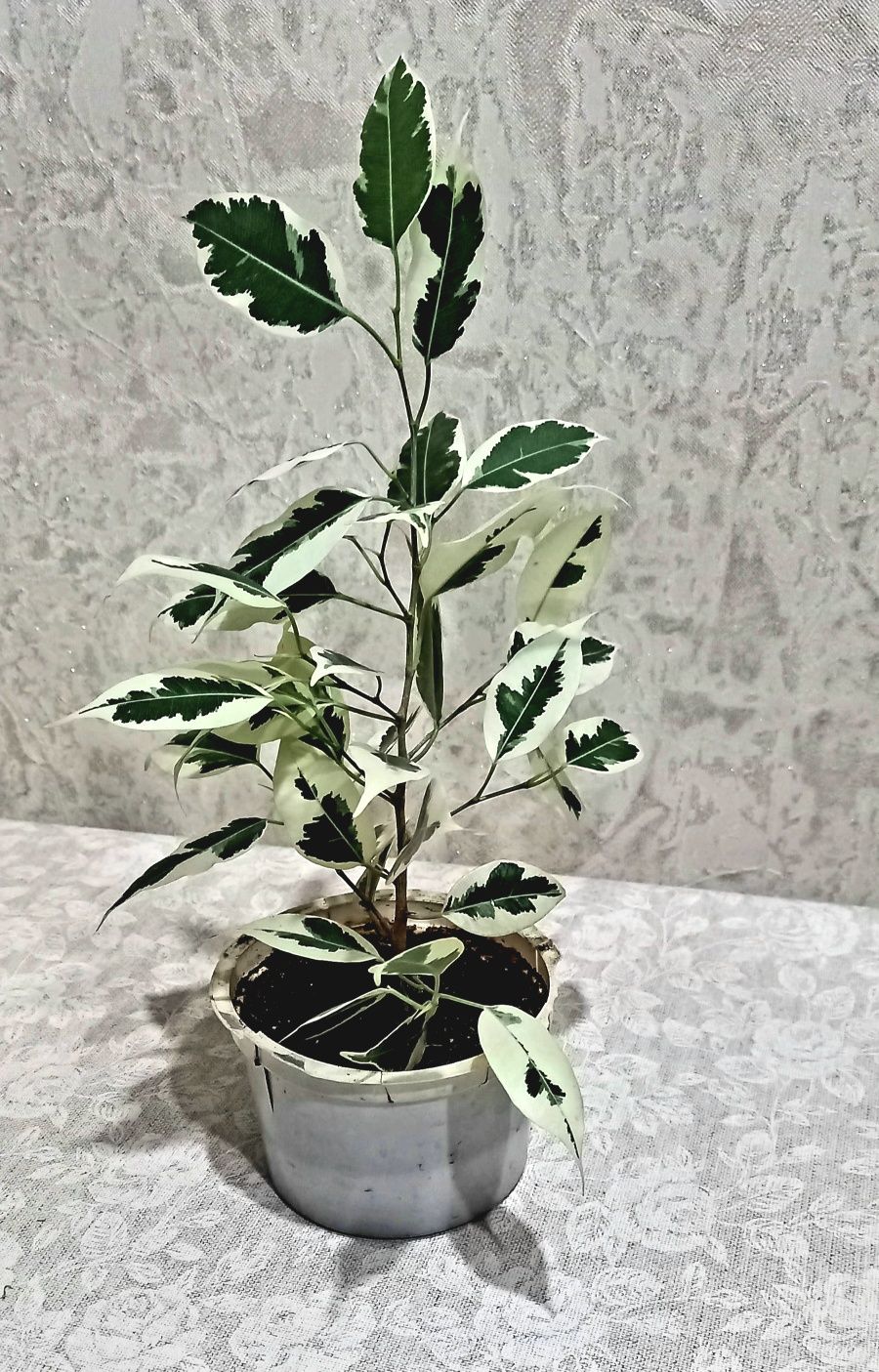 Фикус Бенджамина