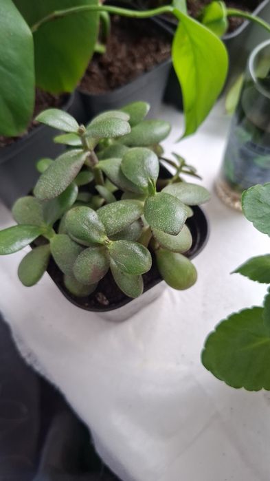 Толстянка, крассула, денежное дерево