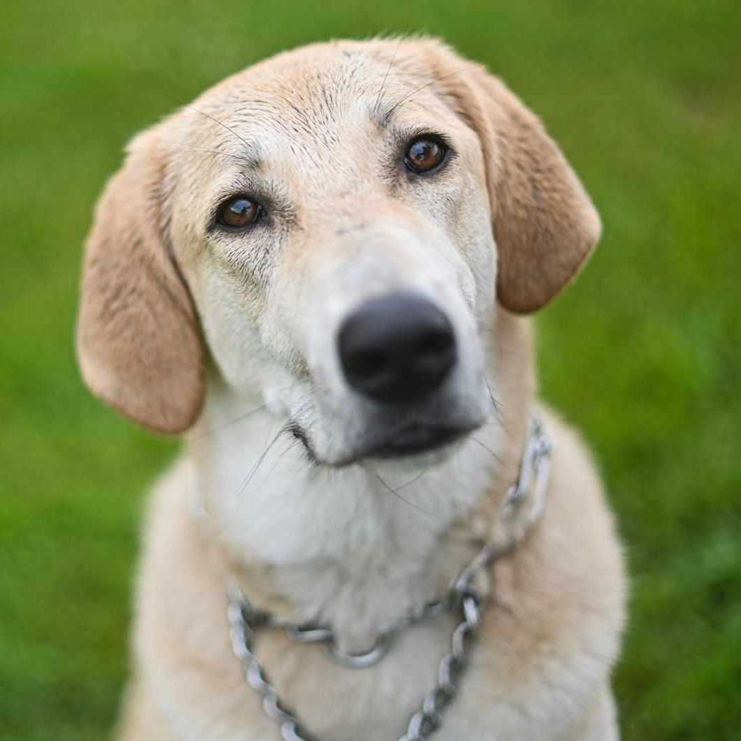 Кучето Грейси търси постоянен дом и стопани / Gracie looking for home