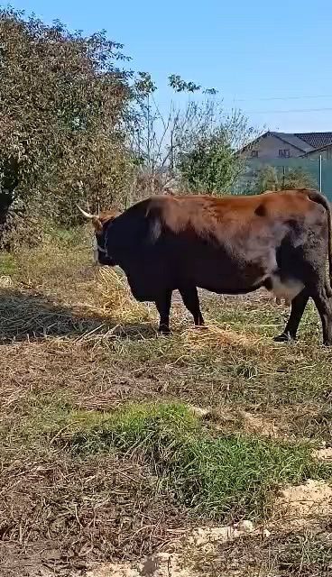 Vaca gestanta 6ani