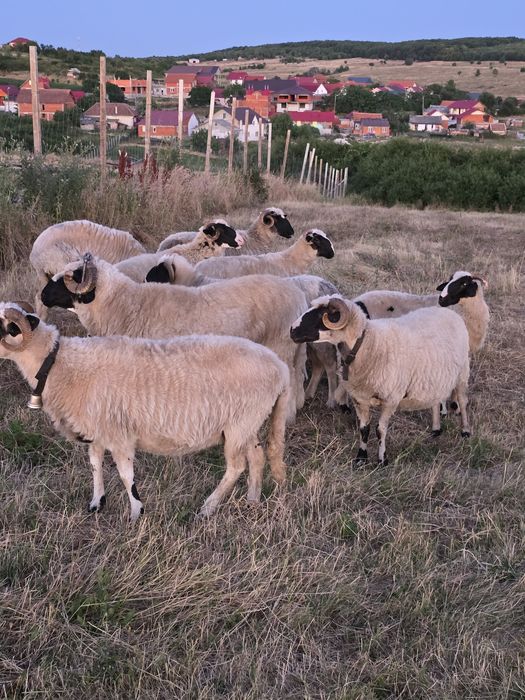 Vând oi breze BH