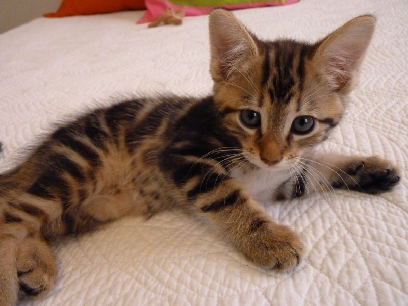 Ширингина мушукчалар сотилади.