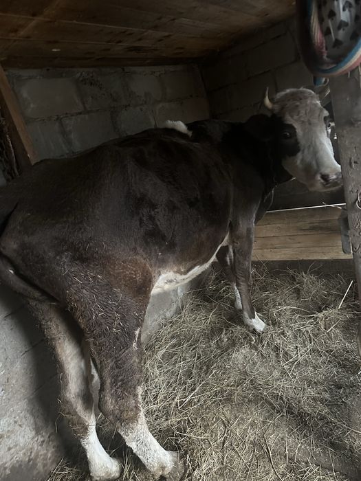 Продам коров 700 тысяч каждая