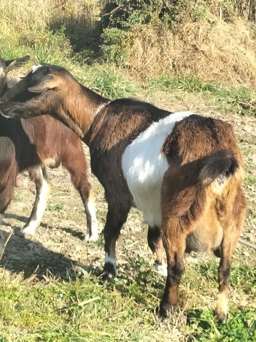 căprițe de vânzare