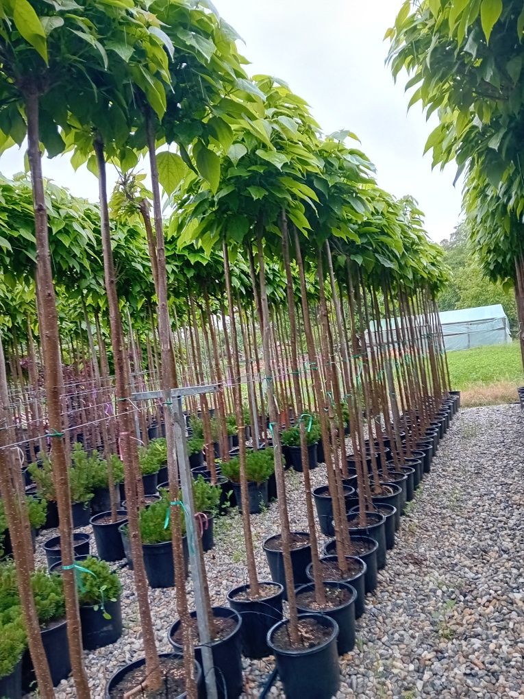 Vând catalpa globulară diferite dimensiuni