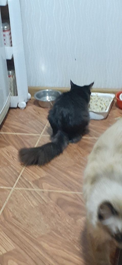 Кошки  котята ангоры