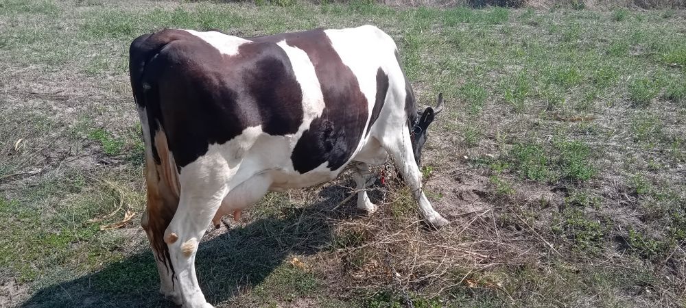Vând vaca de rasa foarte buna