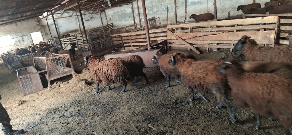 ВАРНА Продавам овце за клане