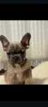 Vand bulldog francez