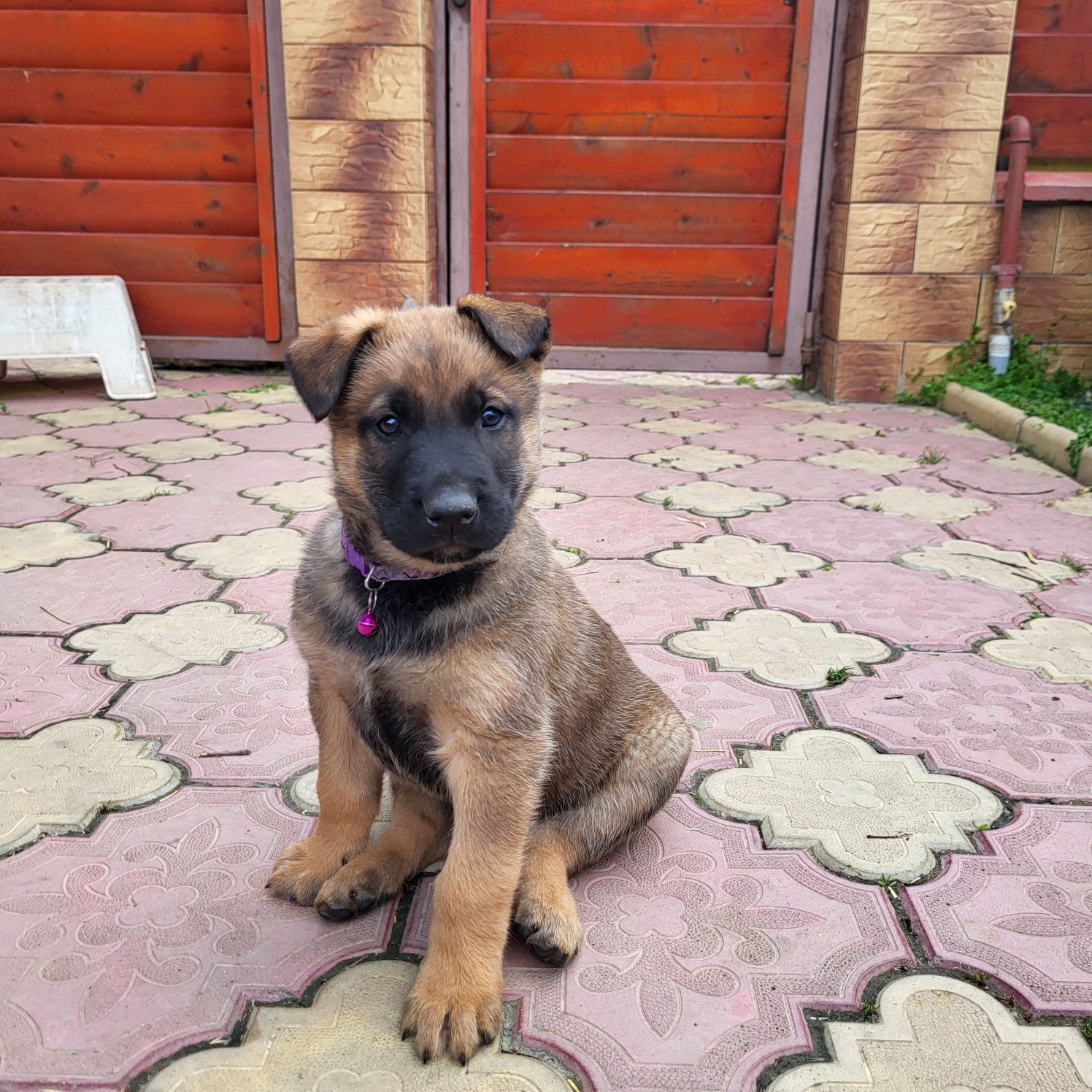 Ciobănesc  Belgian de Malinois