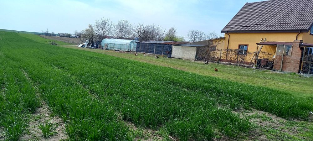 Teren intravilan de vanzare