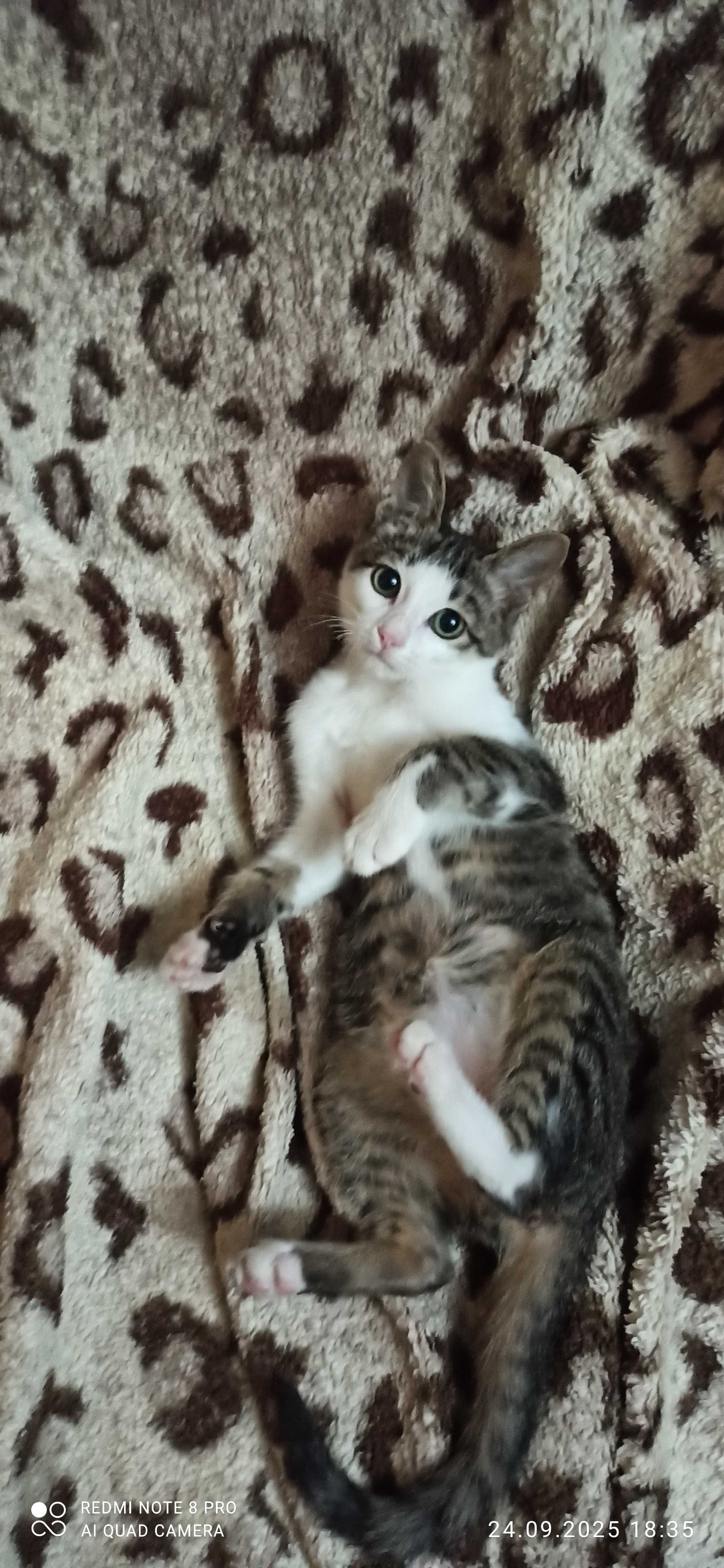 Котенок 3 месяца ищет дом и заботливые руки.
