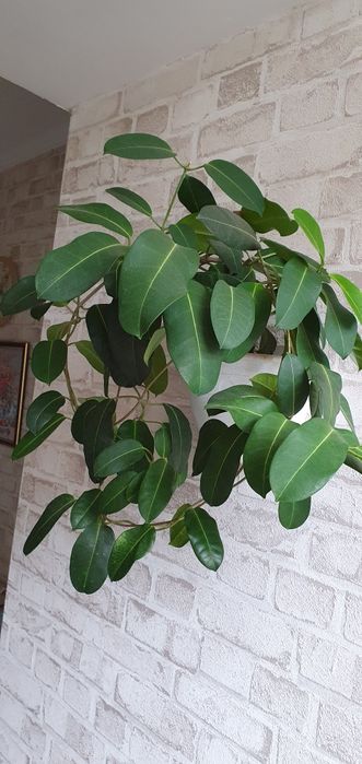 Продам стефанотис