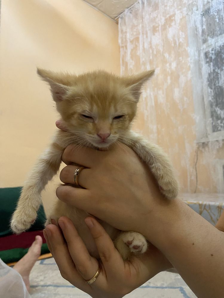 Отдам котят в добрые руки
